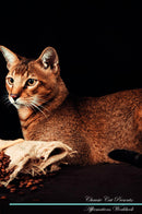 Chausie Cat Affirmations Workbook Chausie Cat Presents: Positive and Loving Affirmations Workbook. Includes: Mentoring Questions, Guidance, Supporting You.