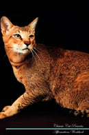 Chausie Cat Affirmations Workbook Chausie Cat Presents: Positive and Loving Affirmations Workbook. Includes: Mentoring Questions, Guidance, Supporting You.