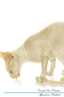 Cornish Rex Affirmations Workbook Cornish Rex Presents: Positive and Loving Affirmations Workbook. Includes: Mentoring Questions, Guidance, Supporting You.