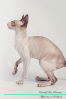 Cornish Rex Affirmations Workbook Cornish Rex Presents: Positive and Loving Affirmations Workbook. Includes: Mentoring Questions, Guidance, Supporting You.