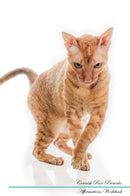 Cornish Rex Affirmations Workbook Cornish Rex Presents: Positive and Loving Affirmations Workbook. Includes: Mentoring Questions, Guidance, Supporting You.