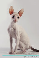 Cornish Rex Affirmations Workbook Cornish Rex Presents: Positive and Loving Affirmations Workbook. Includes: Mentoring Questions, Guidance, Supporting You.