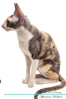 Cornish Rex Affirmations Workbook Cornish Rex Presents: Positive and Loving Affirmations Workbook. Includes: Mentoring Questions, Guidance, Supporting You.