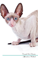 Cornish Rex Affirmations Workbook Cornish Rex Presents: Positive and Loving Affirmations Workbook. Includes: Mentoring Questions, Guidance, Supporting You.