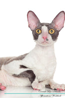 Cornish Rex Affirmations Workbook Cornish Rex Presents: Positive and Loving Affirmations Workbook. Includes: Mentoring Questions, Guidance, Supporting You.