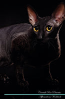 Cornish Rex Affirmations Workbook Cornish Rex Presents: Positive and Loving Affirmations Workbook. Includes: Mentoring Questions, Guidance, Supporting You.