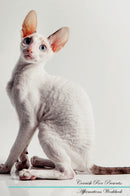 Cornish Rex Affirmations Workbook Cornish Rex Presents: Positive and Loving Affirmations Workbook. Includes: Mentoring Questions, Guidance, Supporting You.