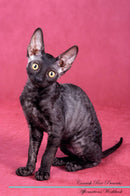 Cornish Rex Affirmations Workbook Cornish Rex Presents: Positive and Loving Affirmations Workbook. Includes: Mentoring Questions, Guidance, Supporting You.