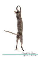 Cornish Rex Affirmations Workbook Cornish Rex Presents: Positive and Loving Affirmations Workbook. Includes: Mentoring Questions, Guidance, Supporting You.