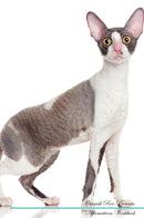 Cornish Rex Affirmations Workbook Cornish Rex Presents: Positive and Loving Affirmations Workbook. Includes: Mentoring Questions, Guidance, Supporting You.