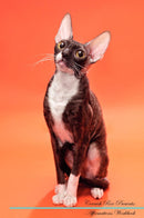 Cornish Rex Affirmations Workbook Cornish Rex Presents: Positive and Loving Affirmations Workbook. Includes: Mentoring Questions, Guidance, Supporting You.