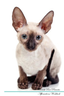 Cornish Rex Affirmations Workbook Cornish Rex Presents: Positive and Loving Affirmations Workbook. Includes: Mentoring Questions, Guidance, Supporting You.