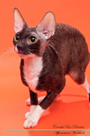 Cornish Rex Affirmations Workbook Cornish Rex Presents: Positive and Loving Affirmations Workbook. Includes: Mentoring Questions, Guidance, Supporting You.