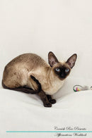 Cornish Rex Affirmations Workbook Cornish Rex Presents: Positive and Loving Affirmations Workbook. Includes: Mentoring Questions, Guidance, Supporting You.