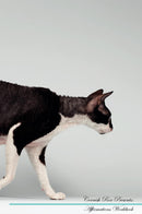 Cornish Rex Affirmations Workbook Cornish Rex Presents: Positive and Loving Affirmations Workbook. Includes: Mentoring Questions, Guidance, Supporting You.