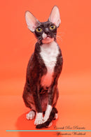 Cornish Rex Affirmations Workbook Cornish Rex Presents: Positive and Loving Affirmations Workbook. Includes: Mentoring Questions, Guidance, Supporting You.
