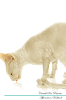Cornish Rex Affirmations Workbook Cornish Rex Presents: Positive and Loving Affirmations Workbook. Includes: Mentoring Questions, Guidance, Supporting You.