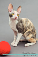 Cornish Rex Affirmations Workbook Cornish Rex Presents: Positive and Loving Affirmations Workbook. Includes: Mentoring Questions, Guidance, Supporting You.