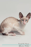 Cornish Rex Affirmations Workbook Cornish Rex Presents: Positive and Loving Affirmations Workbook. Includes: Mentoring Questions, Guidance, Supporting You.