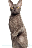 Cornish Rex Affirmations Workbook Cornish Rex Presents: Positive and Loving Affirmations Workbook. Includes: Mentoring Questions, Guidance, Supporting You.