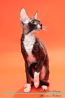 Cornish Rex Affirmations Workbook Cornish Rex Presents: Positive and Loving Affirmations Workbook. Includes: Mentoring Questions, Guidance, Supporting You.