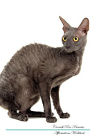 Cornish Rex Affirmations Workbook Cornish Rex Presents: Positive and Loving Affirmations Workbook. Includes: Mentoring Questions, Guidance, Supporting You.