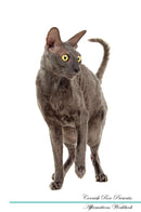 Cornish Rex Affirmations Workbook Cornish Rex Presents: Positive and Loving Affirmations Workbook. Includes: Mentoring Questions, Guidance, Supporting You.