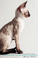 Cornish Rex Affirmations Workbook Cornish Rex Presents: Positive and Loving Affirmations Workbook. Includes: Mentoring Questions, Guidance, Supporting You.