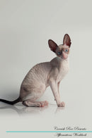 Cornish Rex Affirmations Workbook Cornish Rex Presents: Positive and Loving Affirmations Workbook. Includes: Mentoring Questions, Guidance, Supporting You.