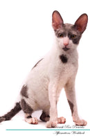 Cornish Rex Affirmations Workbook Cornish Rex Presents: Positive and Loving Affirmations Workbook. Includes: Mentoring Questions, Guidance, Supporting You.