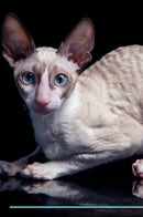 Cornish Rex Affirmations Workbook Cornish Rex Presents: Positive and Loving Affirmations Workbook. Includes: Mentoring Questions, Guidance, Supporting You.