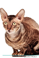 Cornish Rex Affirmations Workbook Cornish Rex Presents: Positive and Loving Affirmations Workbook. Includes: Mentoring Questions, Guidance, Supporting You.
