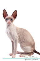 Cornish Rex Affirmations Workbook Cornish Rex Presents: Positive and Loving Affirmations Workbook. Includes: Mentoring Questions, Guidance, Supporting You.