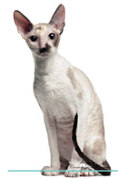 Cornish Rex Affirmations Workbook Cornish Rex Presents: Positive and Loving Affirmations Workbook. Includes: Mentoring Questions, Guidance, Supporting You.