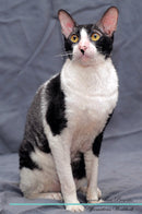 Cornish Rex Affirmations Workbook Cornish Rex Presents: Positive and Loving Affirmations Workbook. Includes: Mentoring Questions, Guidance, Supporting You.