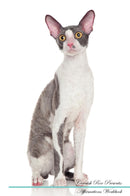 Cornish Rex Affirmations Workbook Cornish Rex Presents: Positive and Loving Affirmations Workbook. Includes: Mentoring Questions, Guidance, Supporting You.