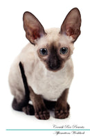 Cornish Rex Affirmations Workbook Cornish Rex Presents: Positive and Loving Affirmations Workbook. Includes: Mentoring Questions, Guidance, Supporting You.