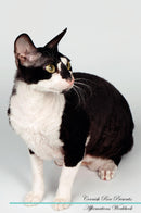 Cornish Rex Affirmations Workbook Cornish Rex Presents: Positive and Loving Affirmations Workbook. Includes: Mentoring Questions, Guidance, Supporting You.