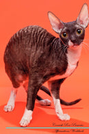 Cornish Rex Affirmations Workbook Cornish Rex Presents: Positive and Loving Affirmations Workbook. Includes: Mentoring Questions, Guidance, Supporting You.