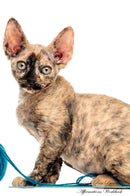 Cornish Rex Affirmations Workbook Cornish Rex Presents: Positive and Loving Affirmations Workbook. Includes: Mentoring Questions, Guidance, Supporting You.