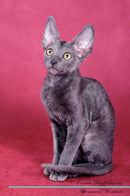 Cornish Rex Affirmations Workbook Cornish Rex Presents: Positive and Loving Affirmations Workbook. Includes: Mentoring Questions, Guidance, Supporting You.
