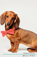 Dachshund Affirmations Workbook Dachshund Presents: Positive and Loving Affirmations Workbook. Includes: Mentoring Questions, Guidance, Supporting You.