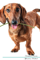 Dachshund Affirmations Workbook Dachshund Presents: Positive and Loving Affirmations Workbook. Includes: Mentoring Questions, Guidance, Supporting You.