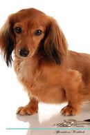 Dachshund Affirmations Workbook Dachshund Presents: Positive and Loving Affirmations Workbook. Includes: Mentoring Questions, Guidance, Supporting You.