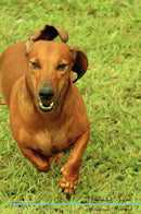 Dachshund Affirmations Workbook Dachshund Presents: Positive and Loving Affirmations Workbook. Includes: Mentoring Questions, Guidance, Supporting You.