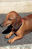Dachshund Affirmations Workbook Dachshund Presents: Positive and Loving Affirmations Workbook. Includes: Mentoring Questions, Guidance, Supporting You.