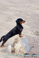 Dachshund Affirmations Workbook Dachshund Presents: Positive and Loving Affirmations Workbook. Includes: Mentoring Questions, Guidance, Supporting You.