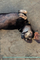 Dachshund Affirmations Workbook Dachshund Presents: Positive and Loving Affirmations Workbook. Includes: Mentoring Questions, Guidance, Supporting You.