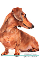 Dachshund Affirmations Workbook Dachshund Presents: Positive and Loving Affirmations Workbook. Includes: Mentoring Questions, Guidance, Supporting You.