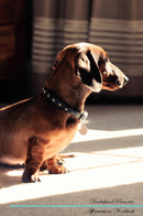 Dachshund Affirmations Workbook Dachshund Presents: Positive and Loving Affirmations Workbook. Includes: Mentoring Questions, Guidance, Supporting You.